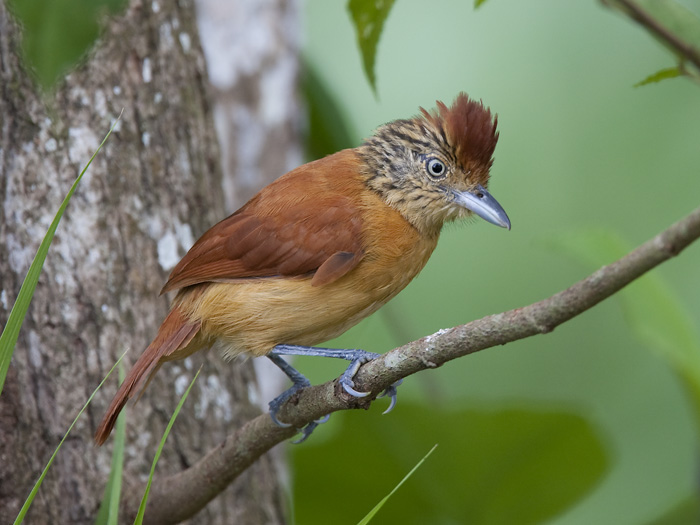 barred antshrike (fem.)  gebandeerde mierklauwier  Thamnophilus doliatus