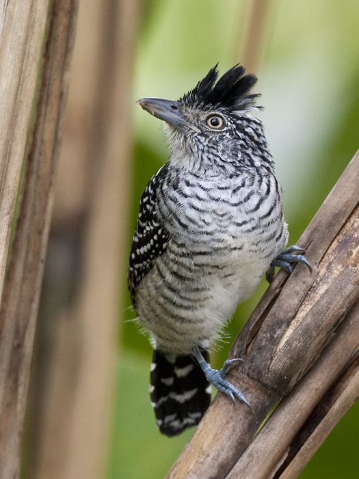 barred antshrike (male)   gebandeerde mierklauwier  Thamnophilus doliatus