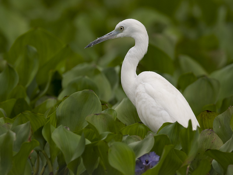 little blue heron (juv.) <br> kleine blauwe reiger <br> Egretta caerulea