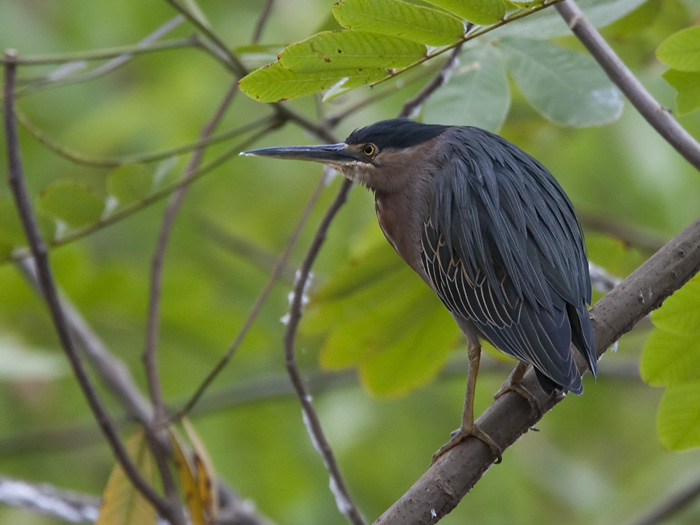 green heron  groene reiger  Butorides virescens