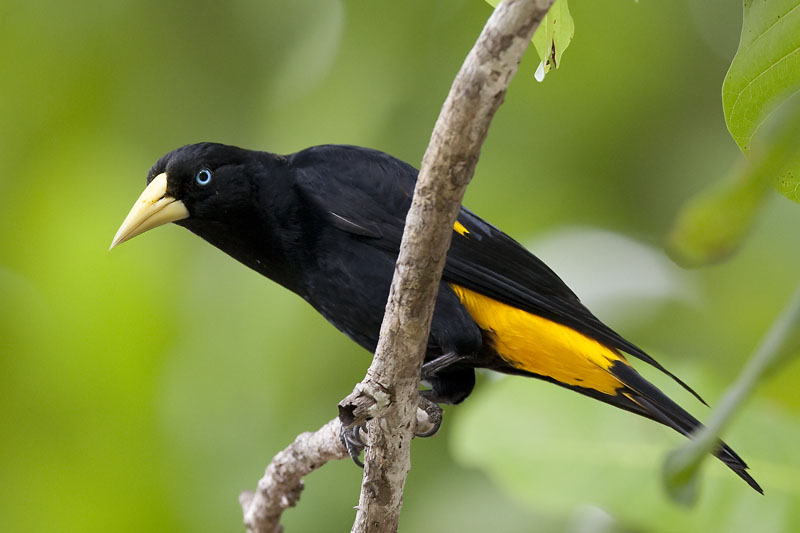 yellow-rumped cacique  geelstuit-buidelspreeuw  Cacicus cela