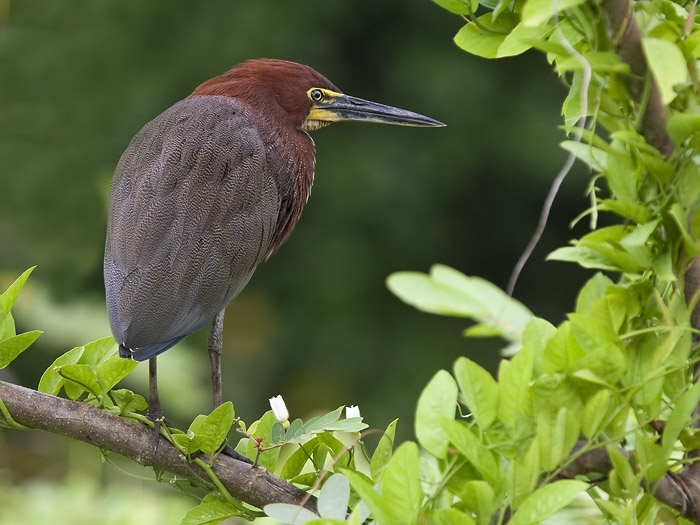 rufescent tiger-heron  rosse tijgerroerdomp  Tigrisoma lineatum