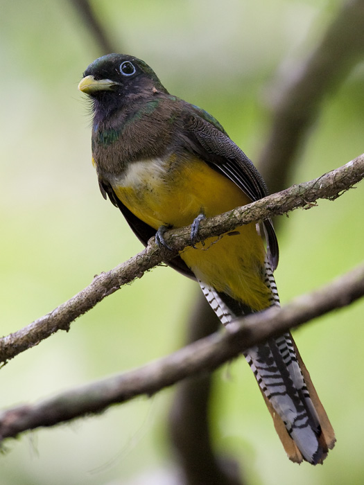 black-throated trogon (juv.)  zwartkeeltrogon  Trogon rufus