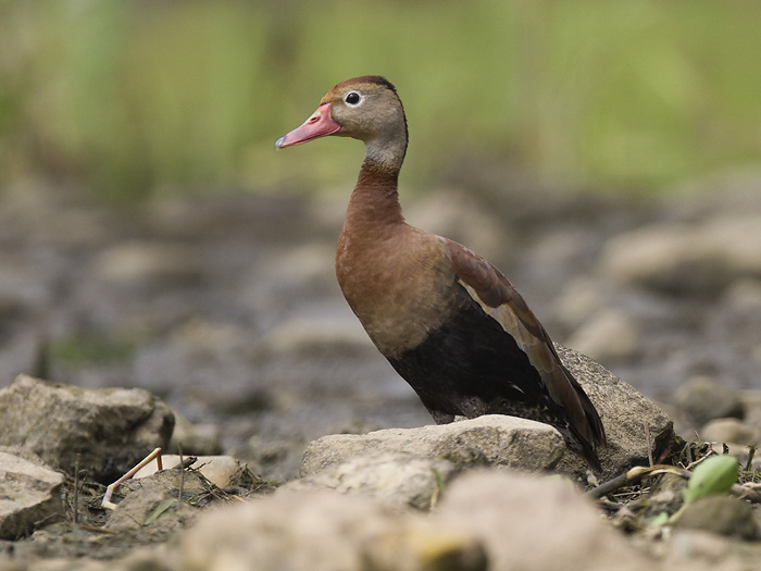 black-bellied whistling duck <br> zwartbuikfluiteend <br> Dendrocygna autumnalis