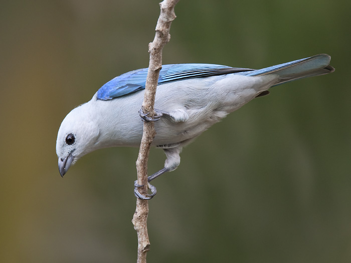 blue-grey tanager  bisschopstangare  Thraupis episcopus