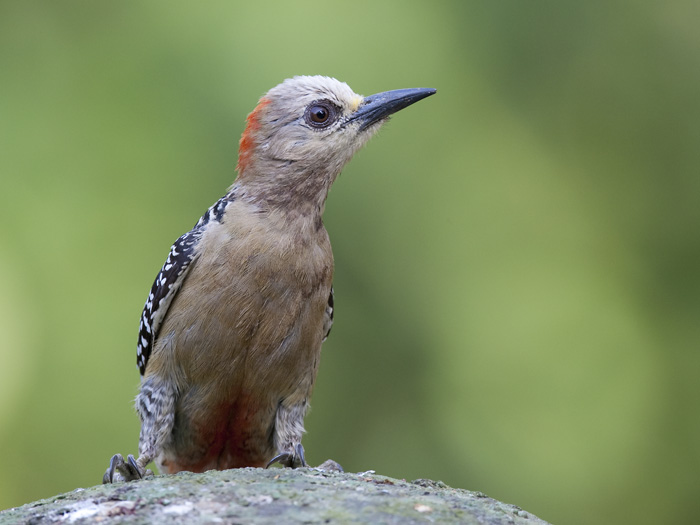 red-crowned woodpecker (f.)(Melanerpes rubricapillus)