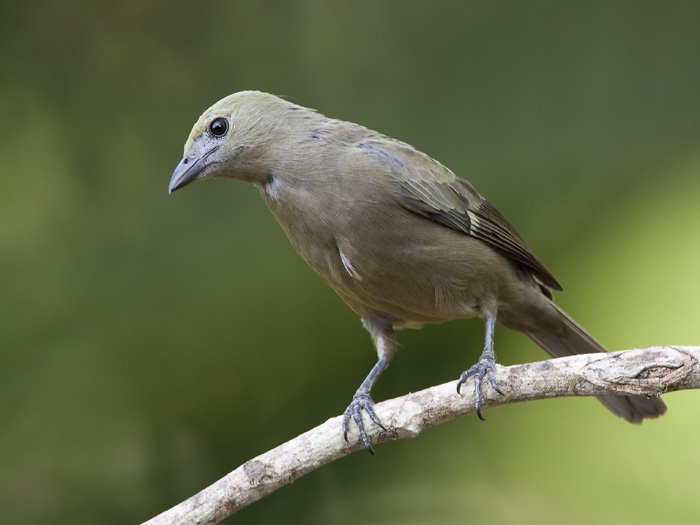 palm tanager  palm tangare  Thraupis palmarum