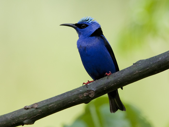 red-legged honeycreeper  blauwe suikervogel  Cyanerpes cyaneus