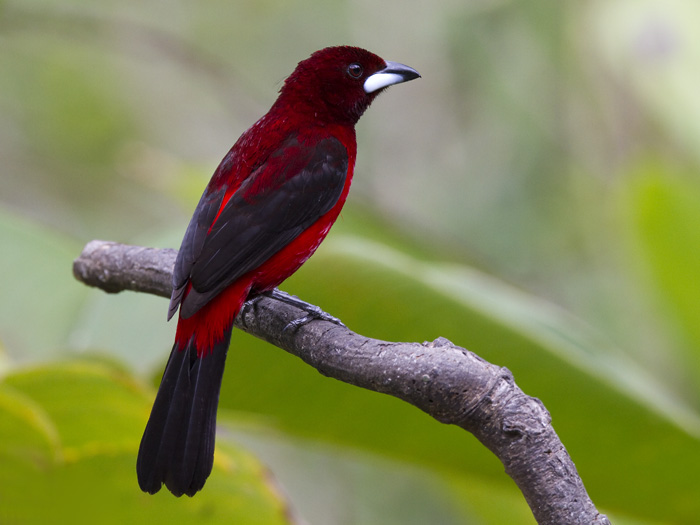 crimson-backed tanager  roodbuik-tangare  Ramphocelus dimidiatus