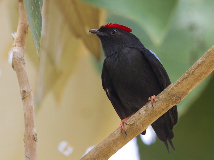 lance-tailed manakin  lancetmanakin  Chiroxiphia lanceolata