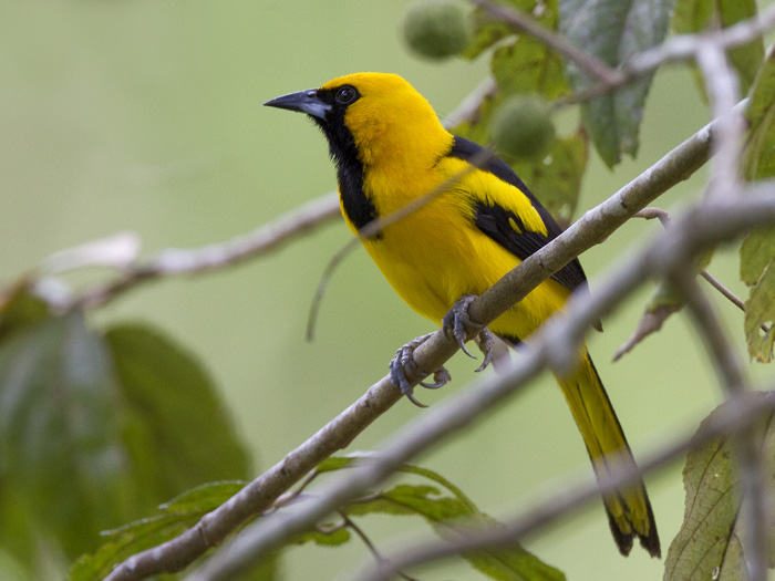 yellow-tailed oriole  geelstaarttroepiaal  Icterus mesomelas