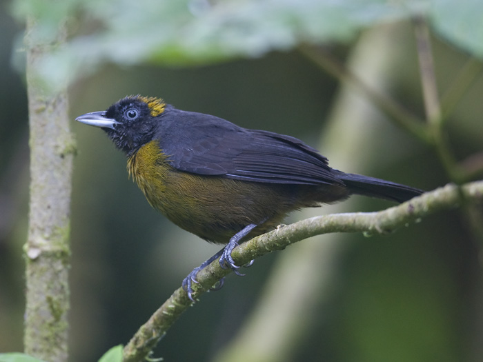 dusky-faced tanager  roetmasker-tangare  Mitrospingus cassinii