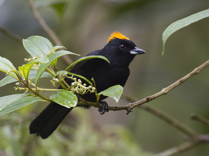 tawny-crested tanager  taankuiftangare  Tachyphonus delatrii