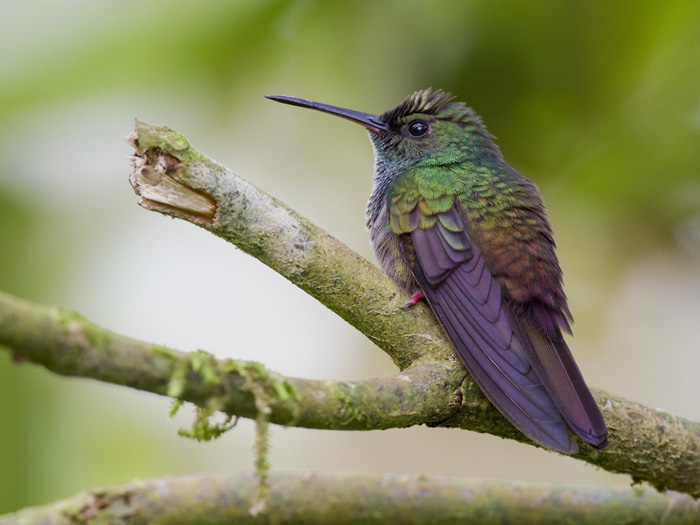 bronze-tailed plumeleteer  bronsstaartpluimkolibrie  Chalybura urochrysia