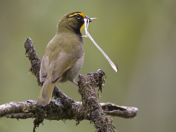 yellow-faced grassquit <br> grote Cuba-vink <br> Tiaris olivaceus