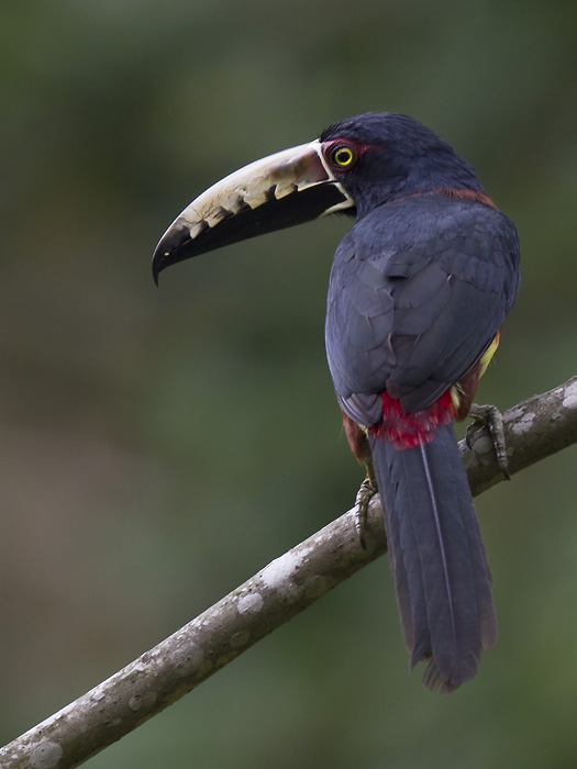 collared aracari  halsbandarassari  Pteroglossus torquatus