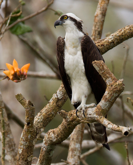 osprey  visarend  Pandion haliaetus