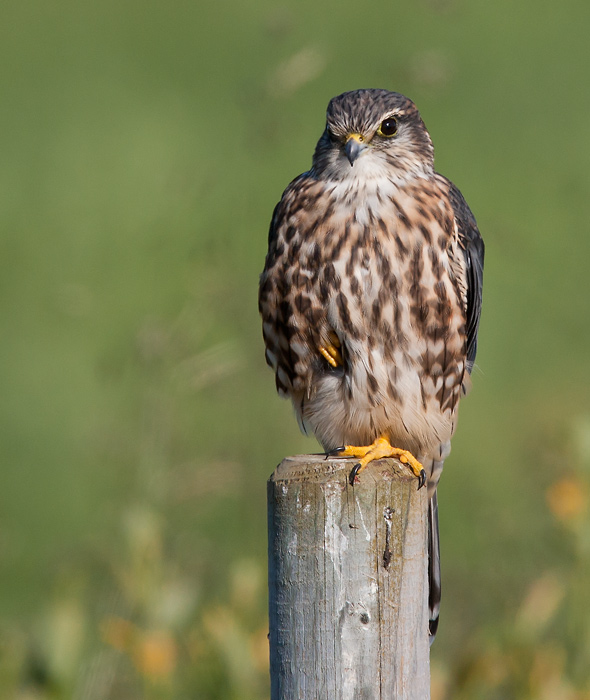 merlin  smelleken  Falco columbarius