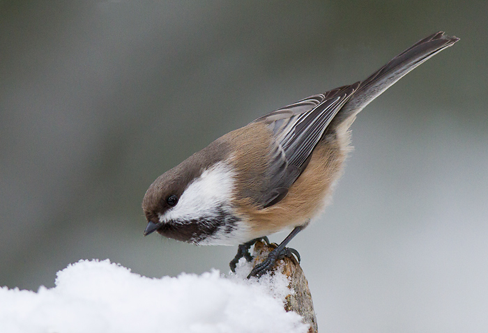 siberian tit <br> bruinkopmees (NL) lappmeis (NO) <br> Poecile cinctus