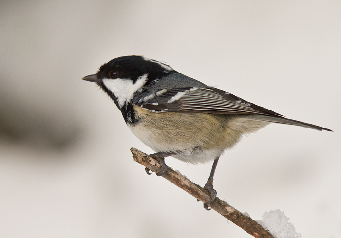 coal tit  zwarte mees (NL) svartmeis (NO)  Parus ater