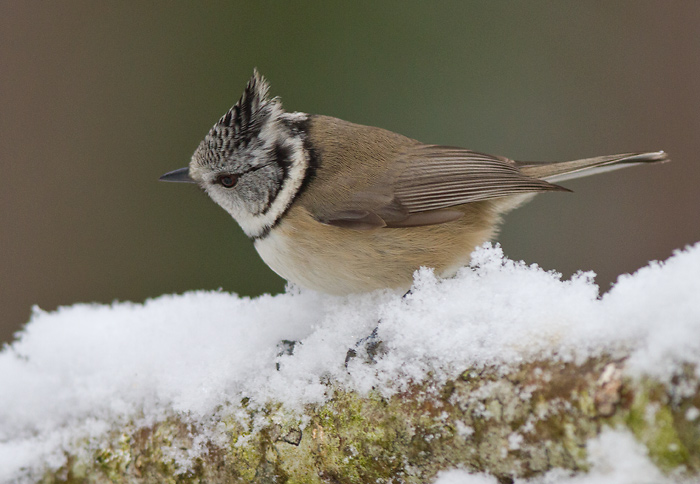 crested tit  kuifmees (NL) toppmeis (NO)  Lophophanes cristatus