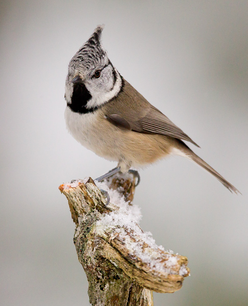 crested tit  kuifmees (NL) toppmeis (NO)  Lophophanes cristatus