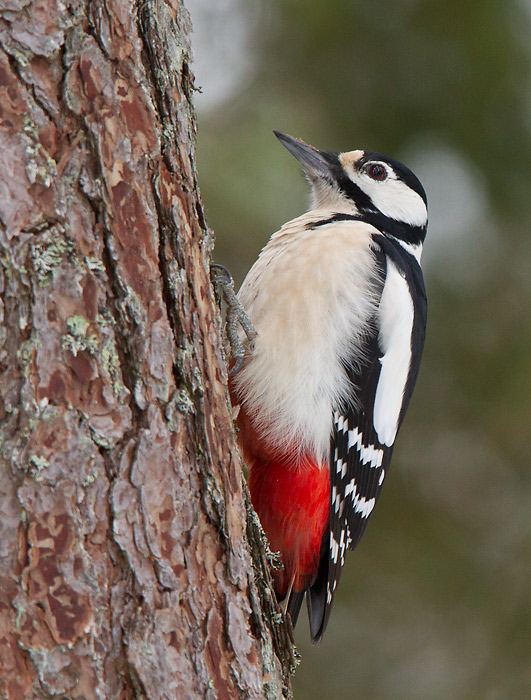 great spotted woodpecker  grote bonte specht (NL) flaggspett (NO)  Dendrocopos major