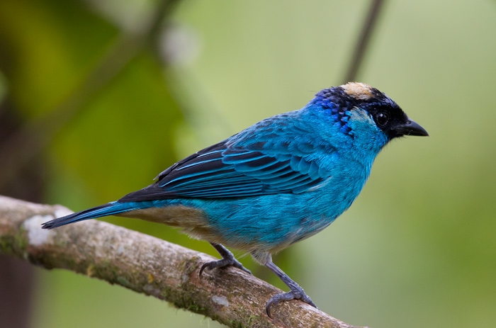 golden-naped tanager  tngara de nuca dorada  Tangara ruficervix