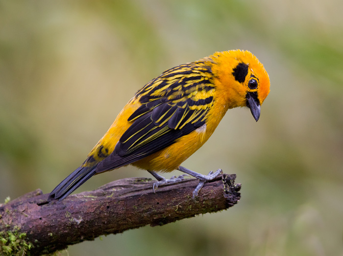 golden tanager  tngara dorada  Tangara arthus