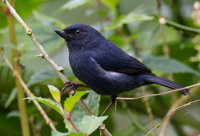 white-sided flowerpiercer  diglosa de dorsos blancos  Diglossa albilatera