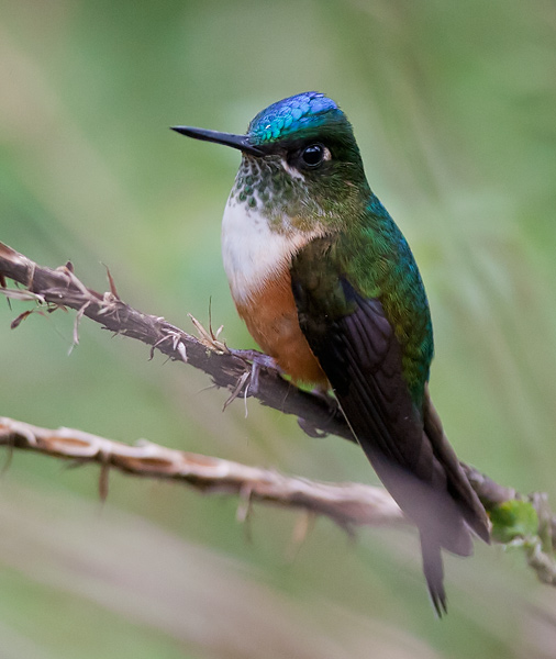 violet-tailed sylph (fem)   silfo celeste (Esp)  Aglaiocercus coelestis