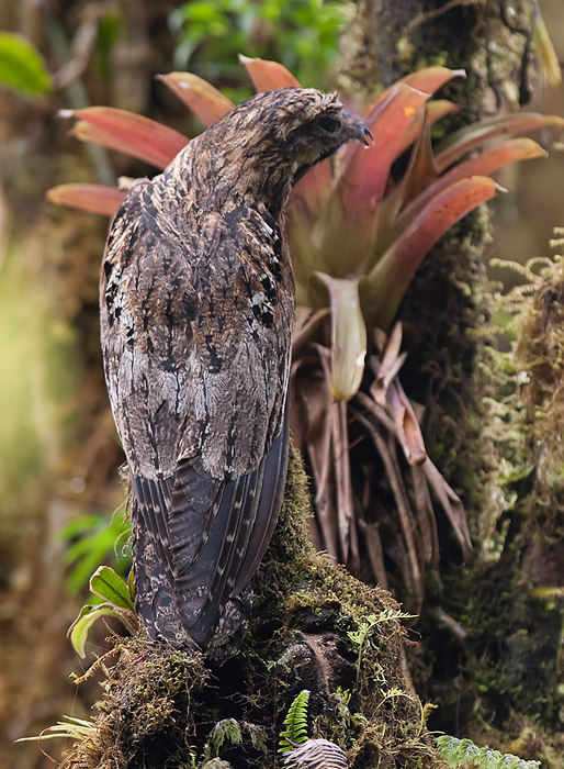 common potoo  nictibio uruta (Esp)  Nyctibius griseus