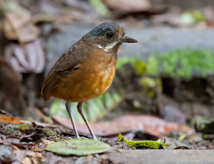 moustached antpitta  tororo bigotudo (Esp)  Grallaria alleni