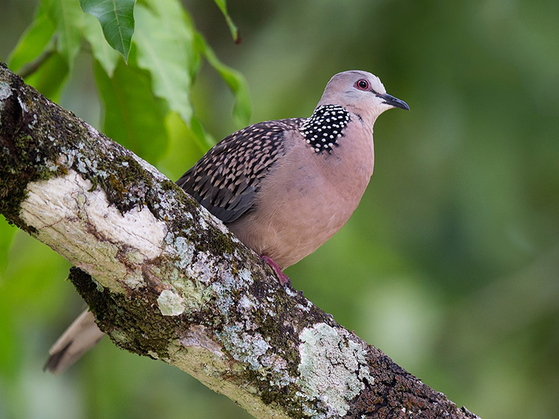 spotted dove <br> Spilopelia chinensis