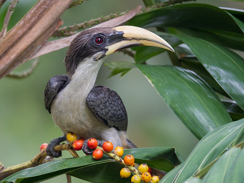 sri lanka grey hornbill  Ocyceros gingalensis