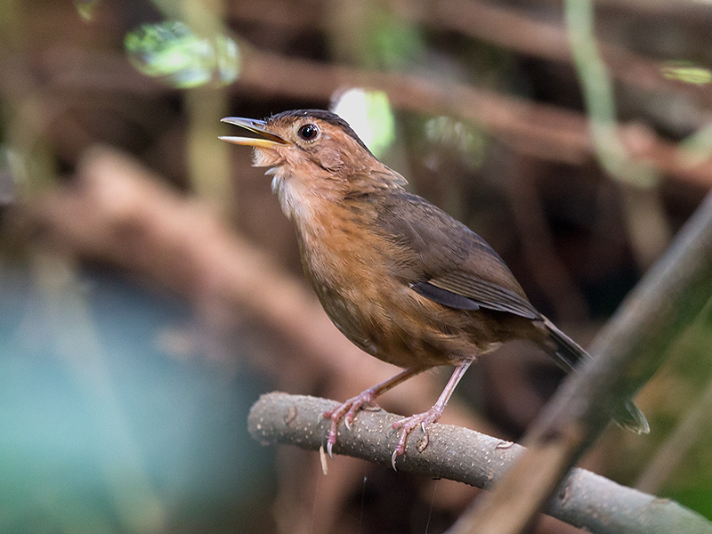 brown-capped babbler  Pellorneum fuscocapillus