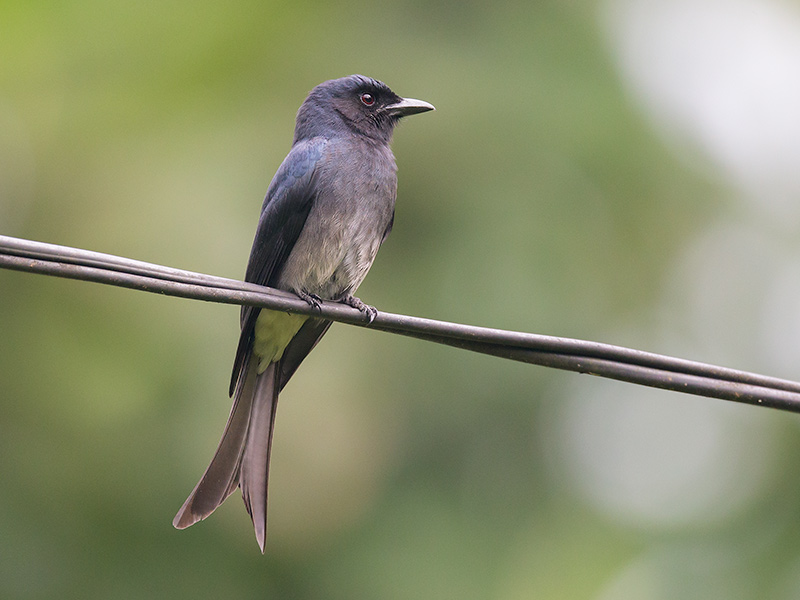 white-bellied drongo  Dicrurus caerulescens