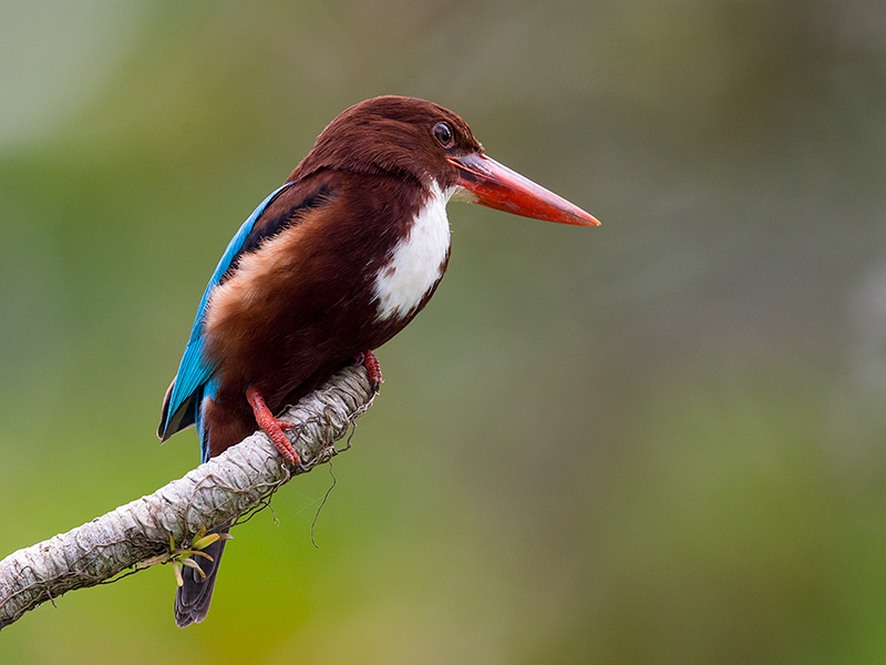 white-throated kingfisher  Halcyon smyrnensis