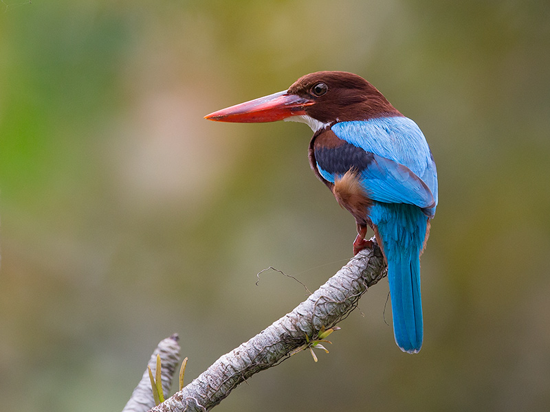 white-throated kingfisher (Halcyon smyrnensis)