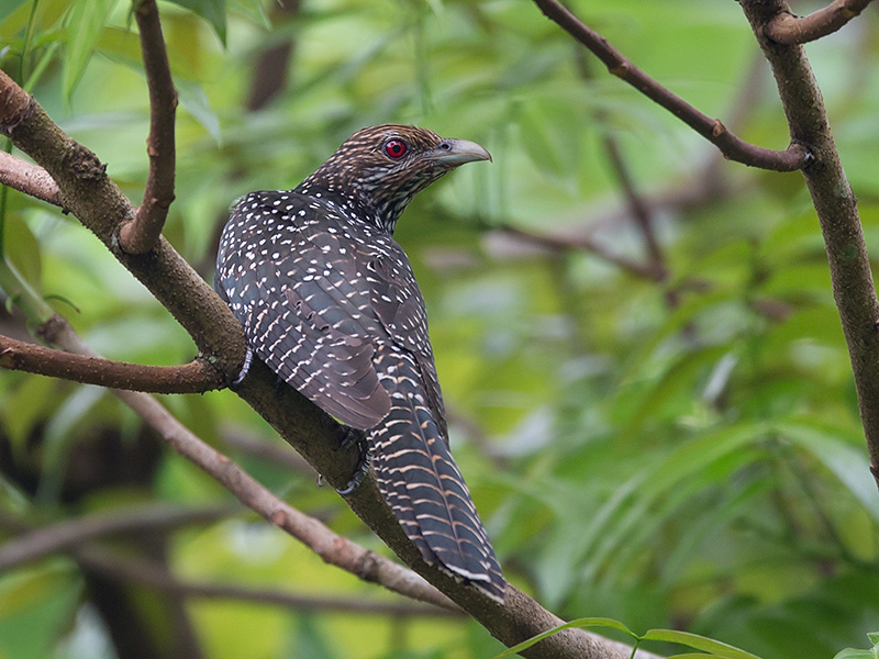 asian koel  Eudynamys scolopaceus