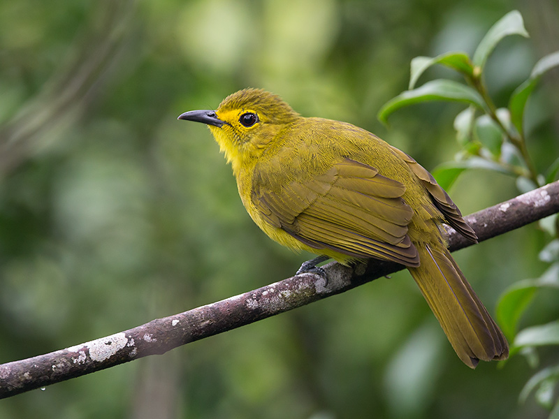 yellow-browed bulbul  Acritillas indica