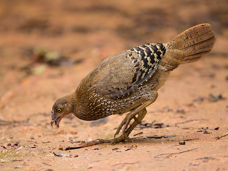 sri lanka junglefowl (f.)  Gallus lafayetii