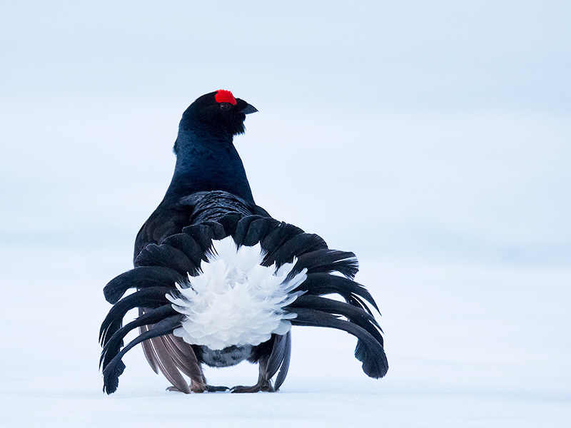 black grouse  Tetrao tetrix