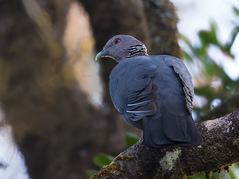 sri lanka wood pigeon (Columba torringtonii)