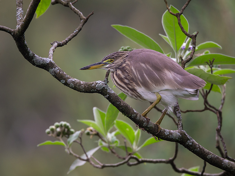 indian pond heron (Ardeola grayii)