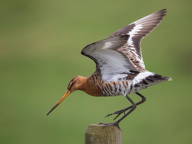 black-tailed godwit (Limosa limosa)