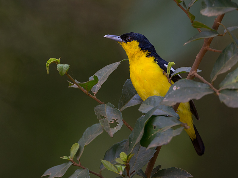 common iora <em>(Aegithina tiphia)</em>