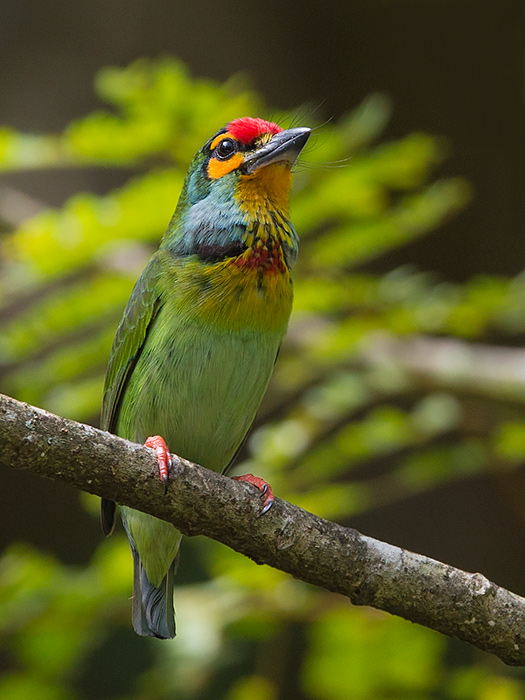 crimson-fronted barbet (Megalaima rubricapillus)