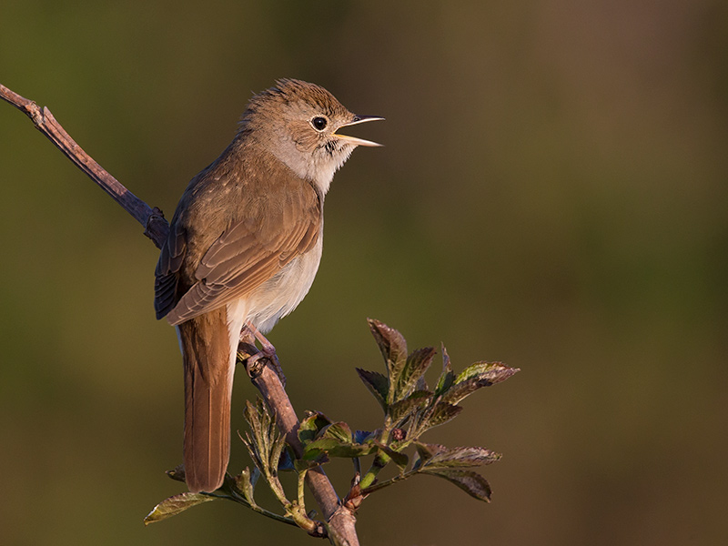 common nightingale <br><i>(Luscinia megarhynchos)</i>