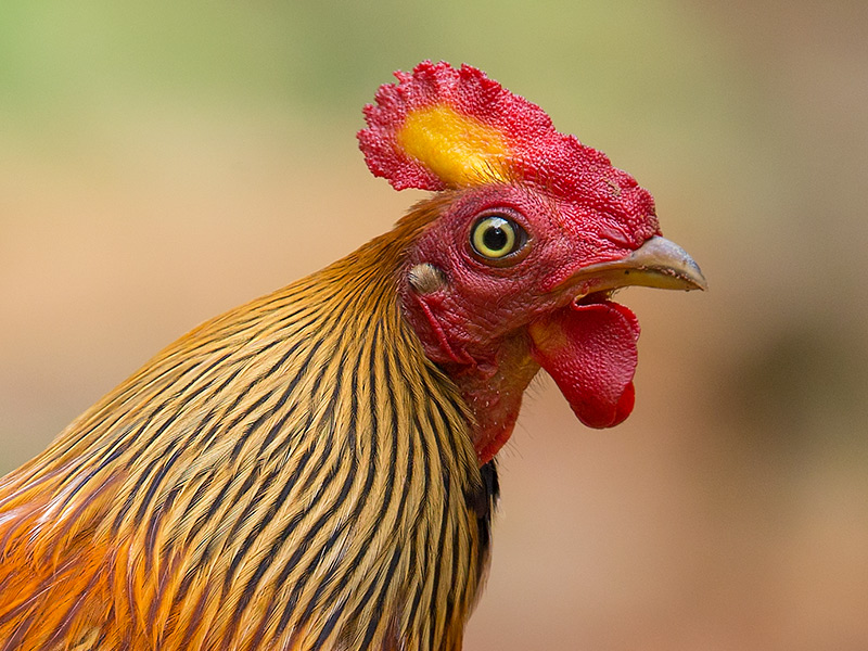 sri lanka junglefowl (m.) (Gallus lafayetii)